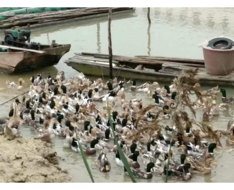 純放養(yǎng)青頭鴨、三那土雞、鳳尾菇 原生態(tài)產(chǎn)品